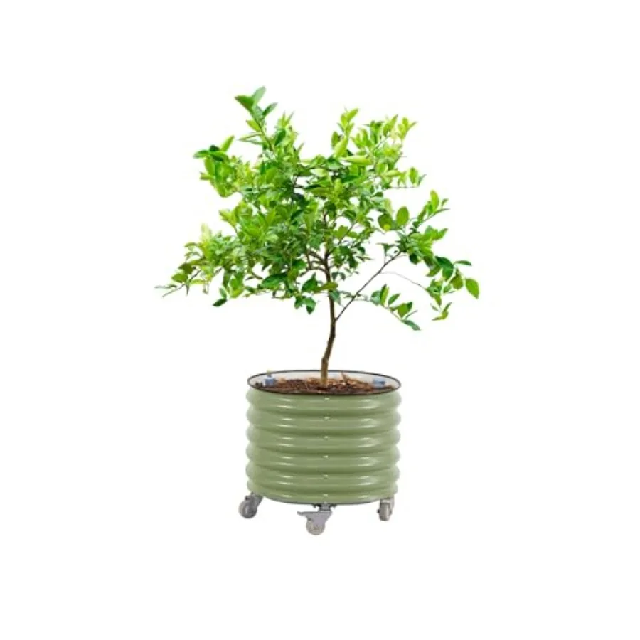 Rolling Citrus Tree Planter Ge - Self-Watering Planter recension och pris