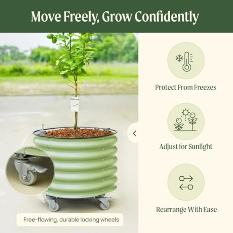 Rolling Citrus Tree Planter Ge - Self-Watering Planter recension och pris